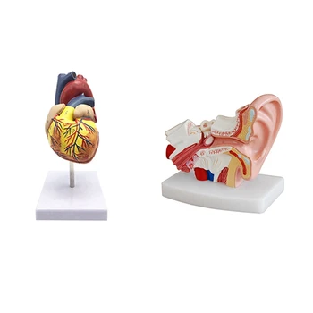 1: 1 Coração Humano Modelo, Anatomicamente Precisos Coração O Modelo De 1,5 Vezes O Ouvido Humano Anatomia Modelo Mostrando Órgãos
